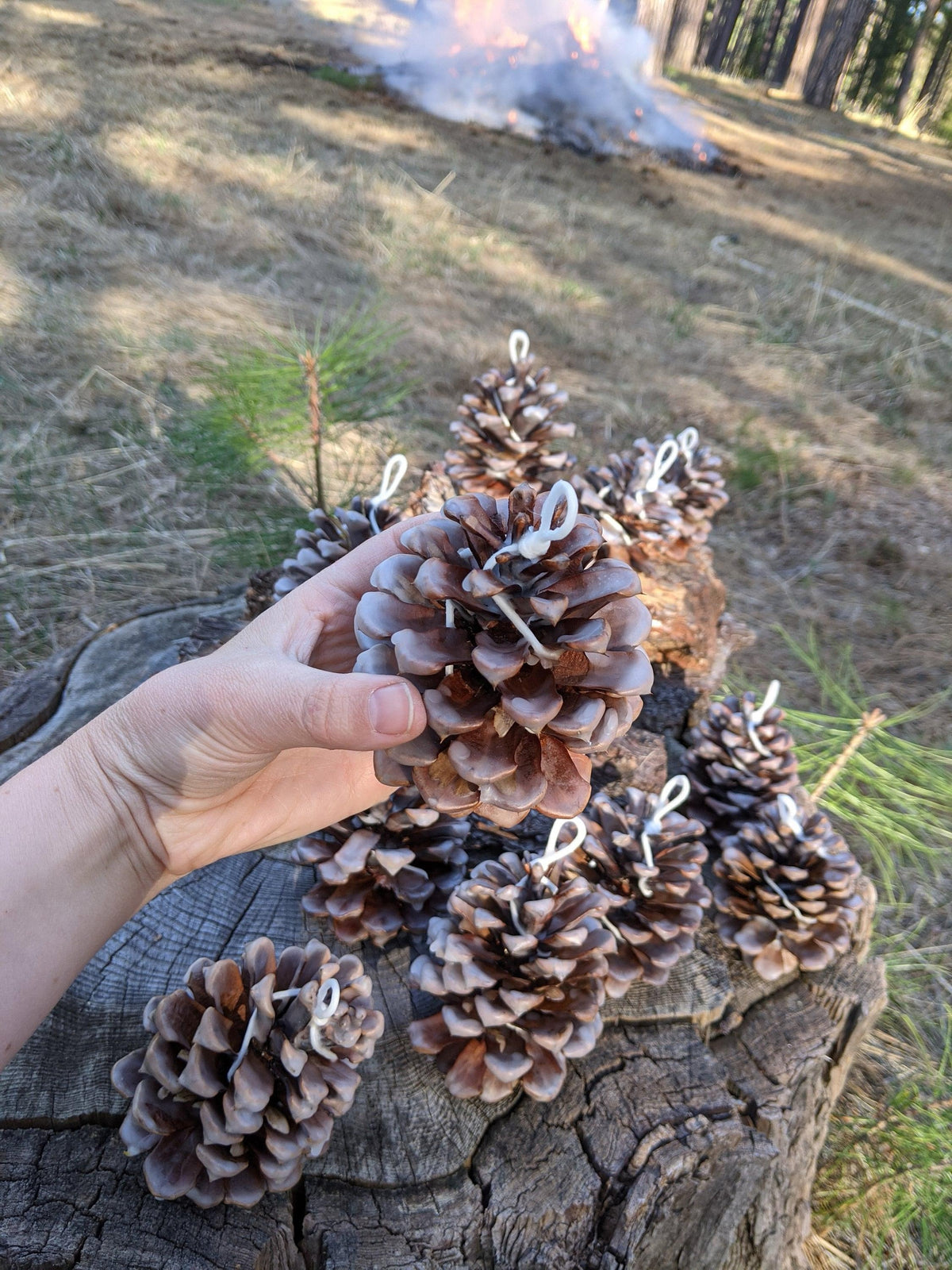 Make a Pinecone Firestarter Workshop Sunday 11th October 2 till 4pm
